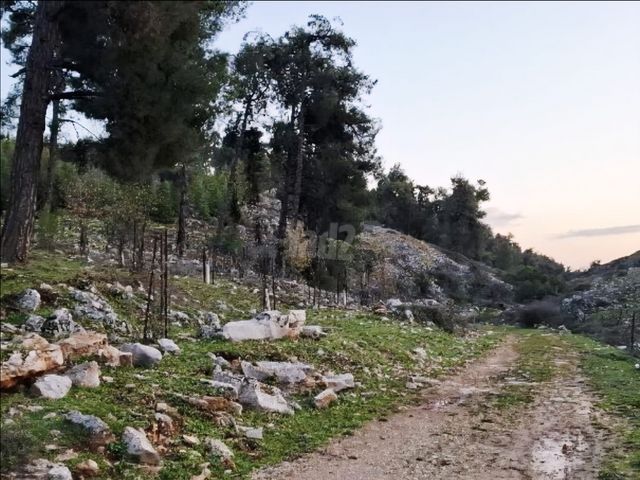 מגרשים