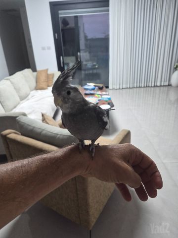 תמונת מודעה - חיות מחמד