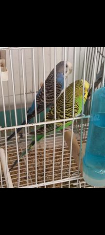 תמונת מודעה - חיות מחמד