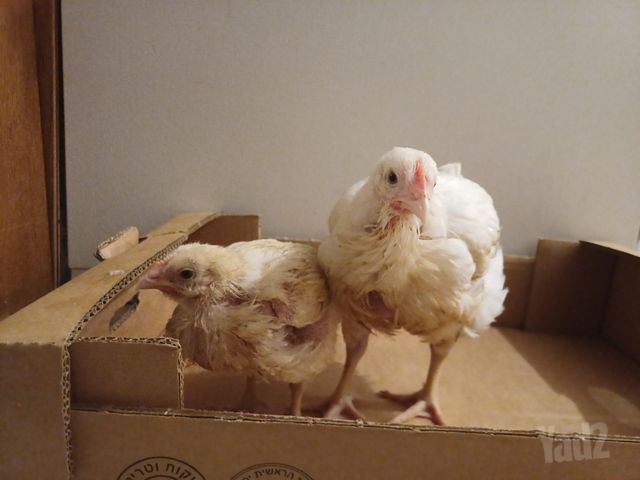 תמונת מודעה - חיות מחמד