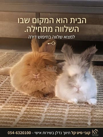 דירה, קרית אונו