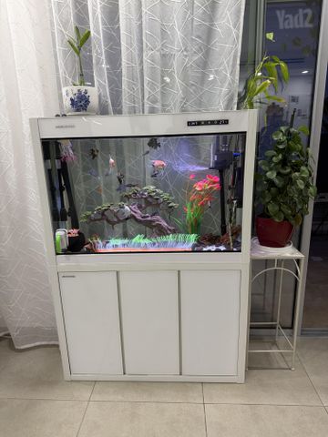 תמונת מודעה - חיות מחמד