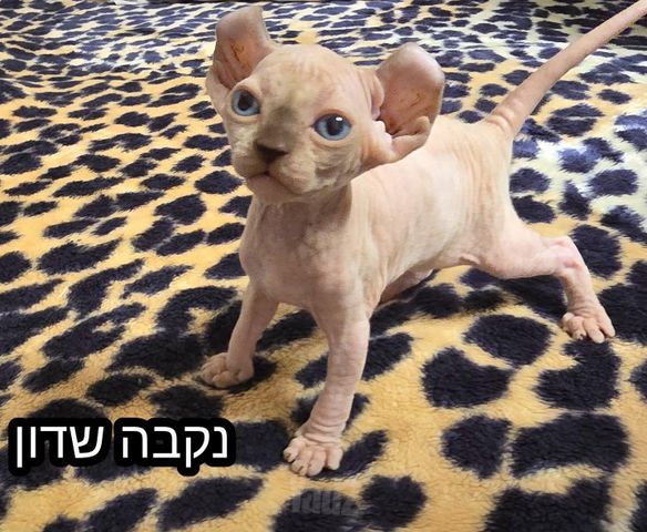 תמונת מודעה - חיות מחמד