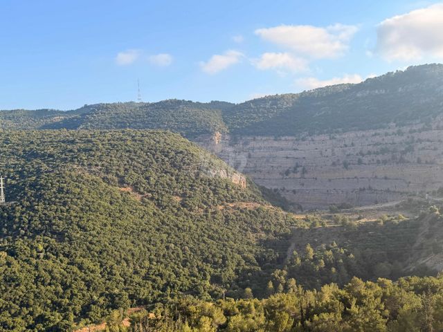 דוכיפת 11