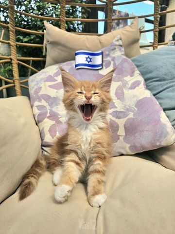 תמונת מודעה - חיות מחמד