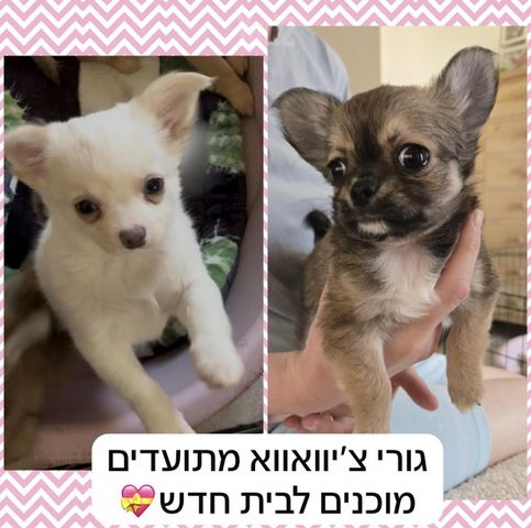 תמונת מודעה - חיות מחמד