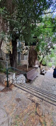 מעלה הצבי 