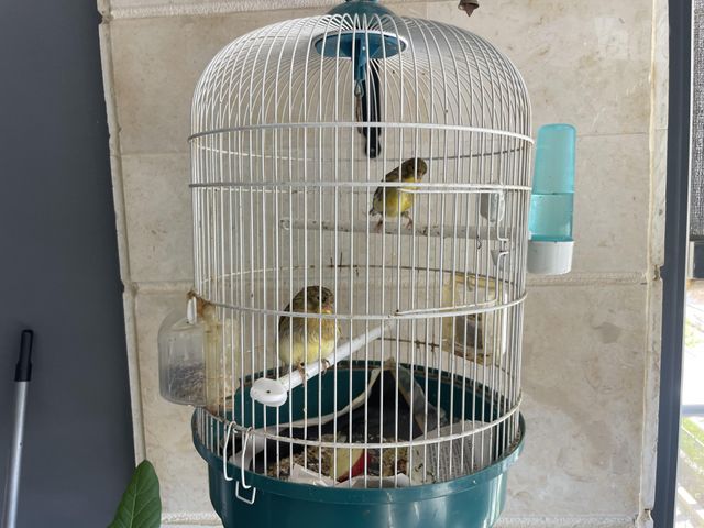 תמונת מודעה - חיות מחמד
