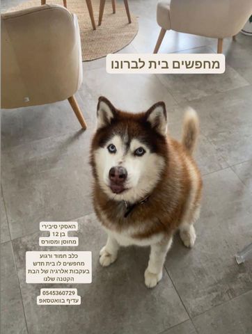 תמונת מודעה - חיות מחמד