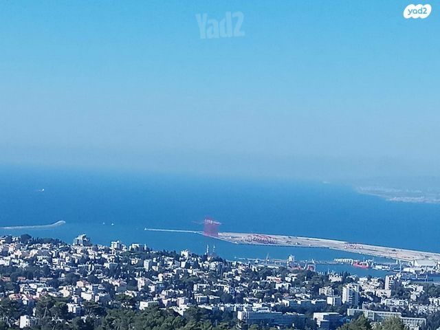 חבצלת 