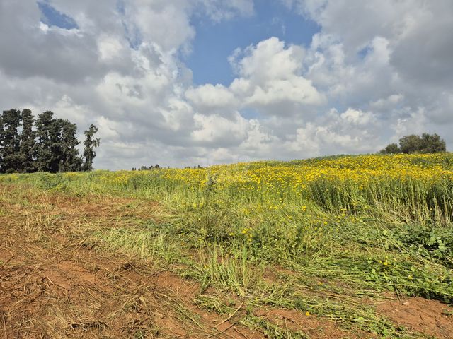 מגרשים