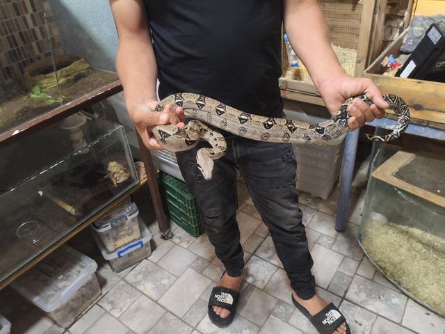 תמונת מודעה - חיות מחמד