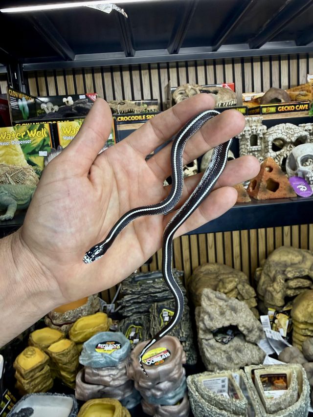 זוחל קינג סנייק