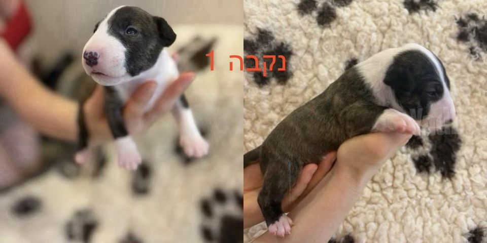 תמונת מודעה - חיות מחמד