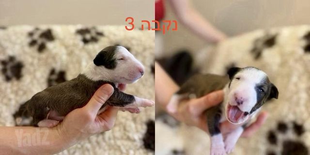 כלב בול טרייר ננסי