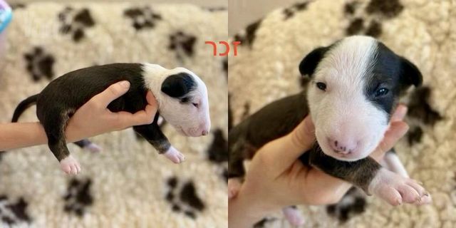 כלב בול טרייר ננסי