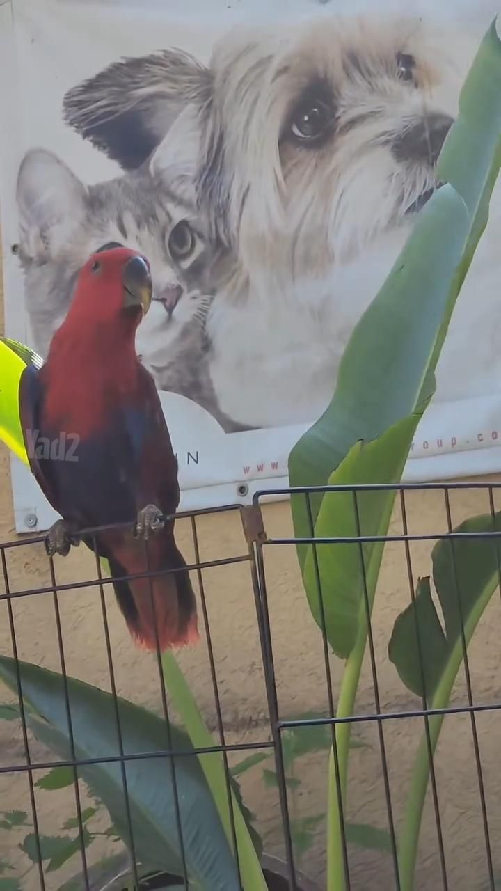 תוכי אקלקטוס