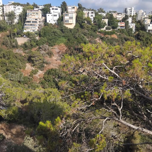 בית לחם 29
