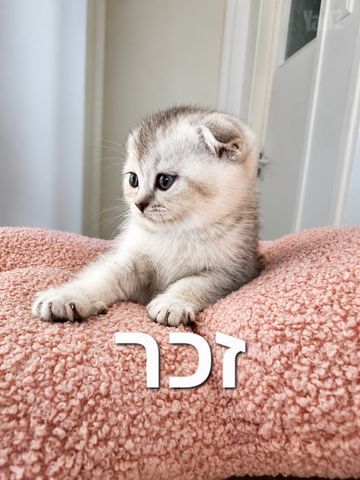 תמונת מודעה - חיות מחמד