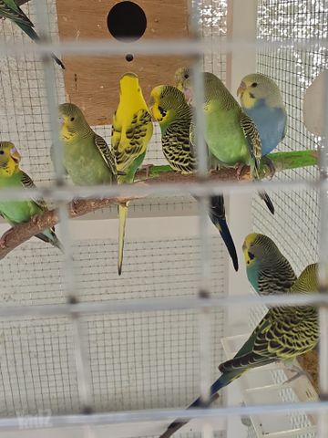 תמונת מודעה - חיות מחמד