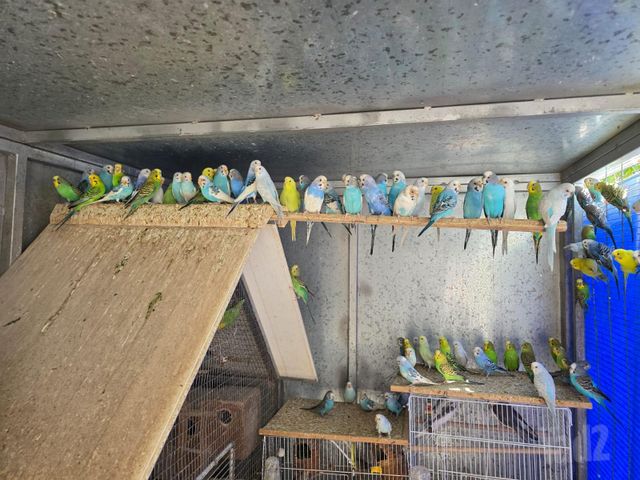 תמונת מודעה - חיות מחמד