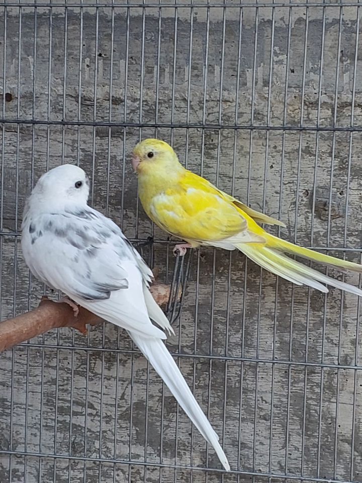 תוכי פרקיטים אוסטרלים