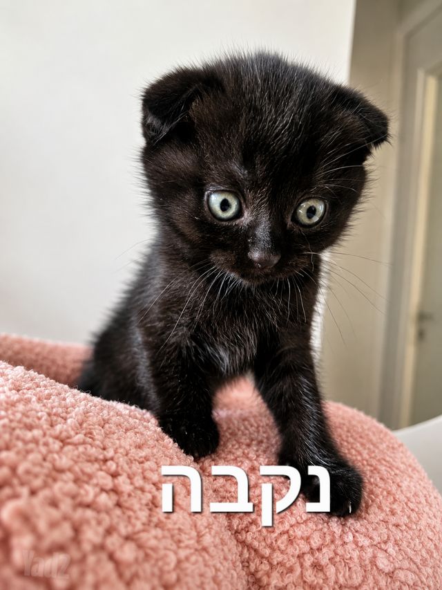 חתול סקוטי