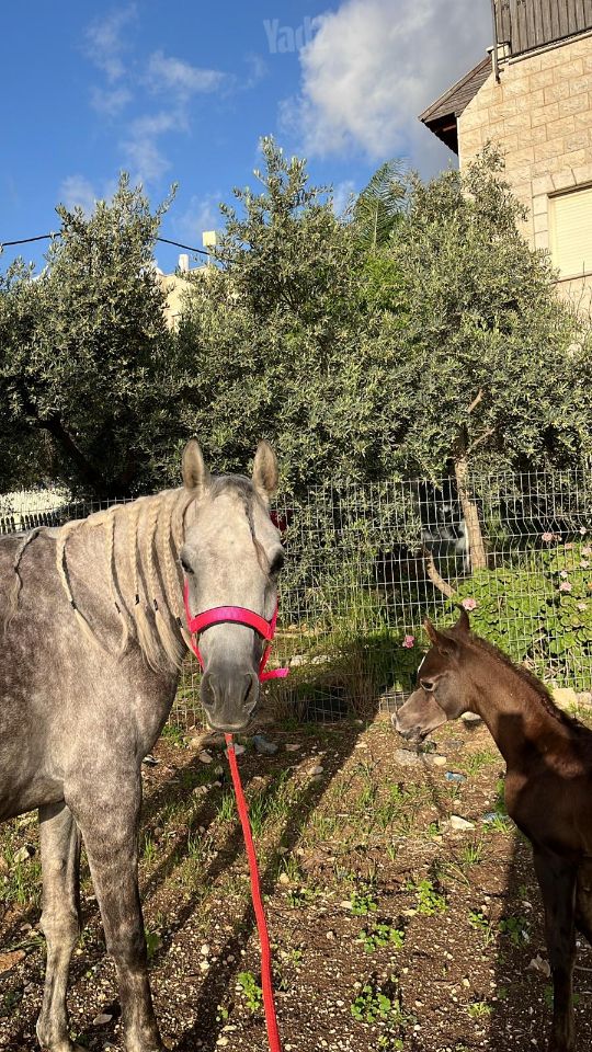 תמונת מודעה - חיות מחמד