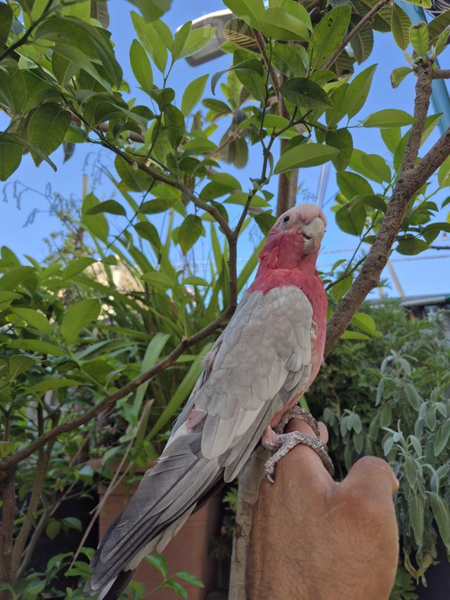 תוכי קקדו