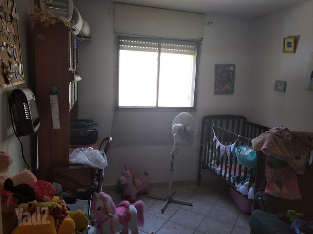 האורן 15