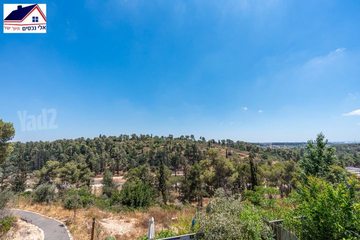אורן 