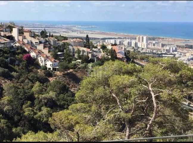 דורון מייבלום 
