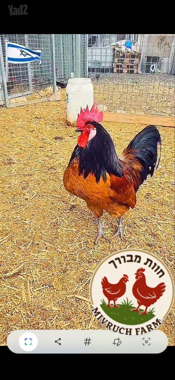 תמונת מודעה - חיות מחמד