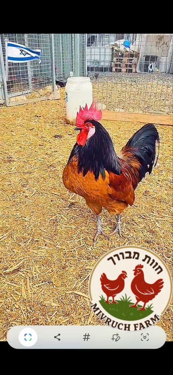 חיית משק מאראנס