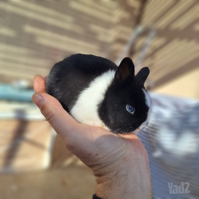 תמונת מודעה - חיות מחמד