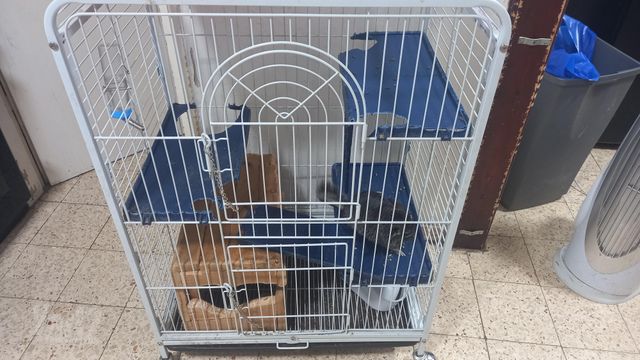 מכרסם צ'ינצ'ילה
