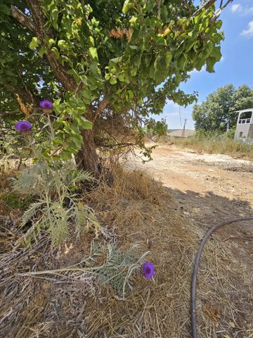 משק חקלאי/ נחלה למכירה בבר גיורא (תיווך) — 3