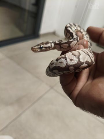 תמונת מודעה - חיות מחמד