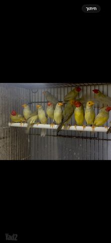 תמונת מודעה - חיות מחמד