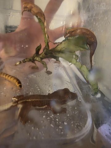 תמונת מודעה - חיות מחמד