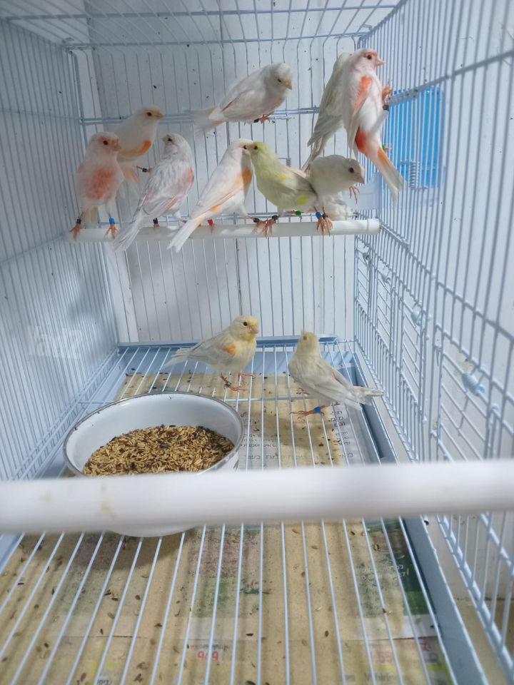 תוכי כנרית