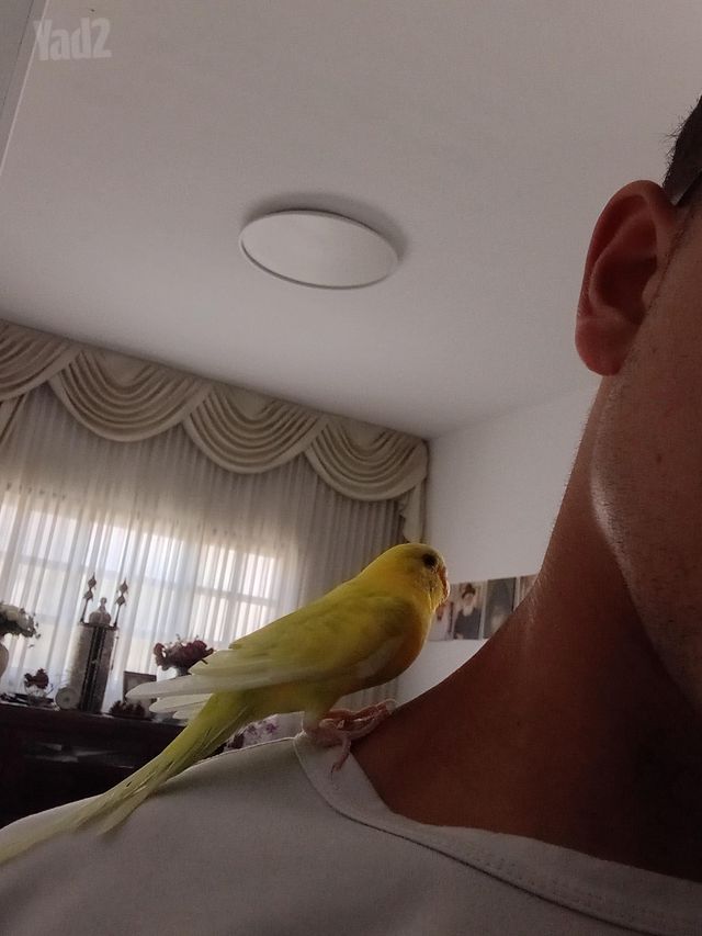 תוכי תוכון