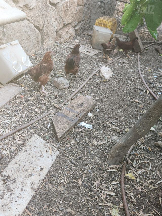 חיית משק בלאדי