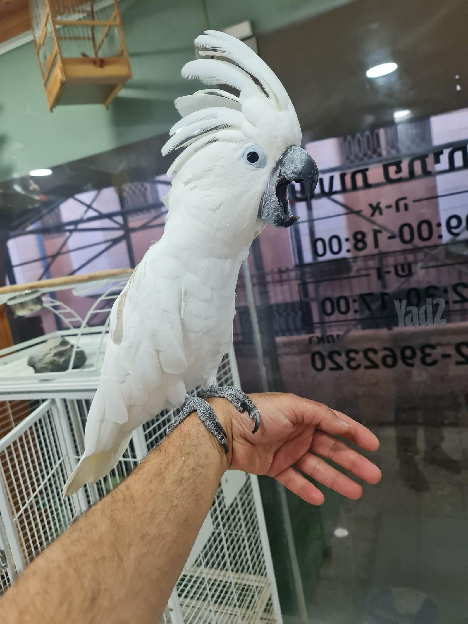 תוכי קאיק