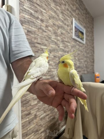 תמונת מודעה - חיות מחמד