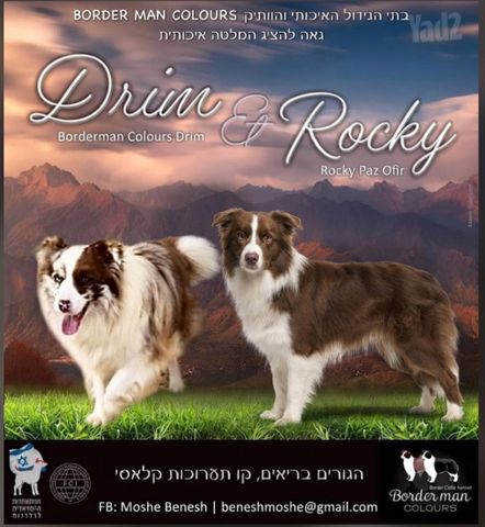 תמונת מודעה - חיות מחמד