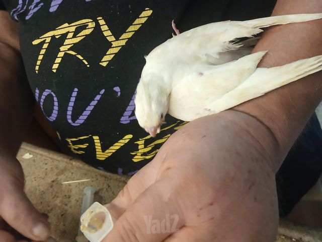 תמונת מודעה - חיות מחמד
