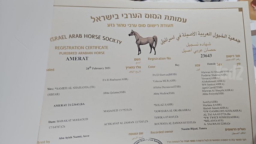 תמונת מודעה - חיות מחמד
