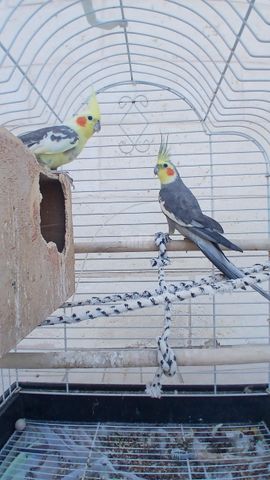 תמונת מודעה - חיות מחמד