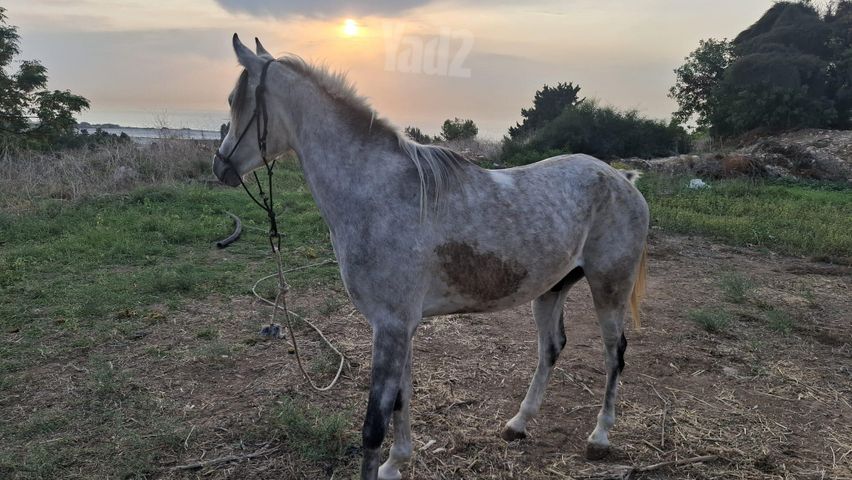 תמונת מודעה - חיות מחמד
